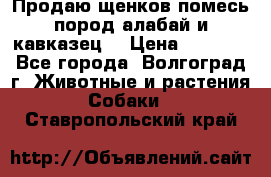 Продаю щенков помесь пород алабай и кавказец. › Цена ­ 1 500 - Все города, Волгоград г. Животные и растения » Собаки   . Ставропольский край